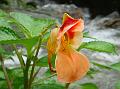 Orange Himalayan Balsam